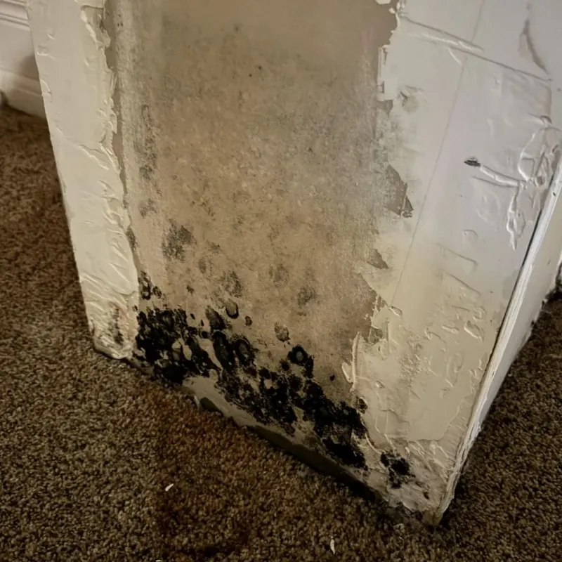 Professional Mold Removal in Westmoreland County, VA